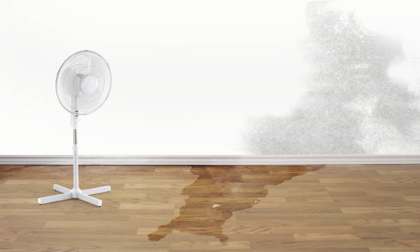 Best Water damage contractors near me  in Northwest Harwinton, CT